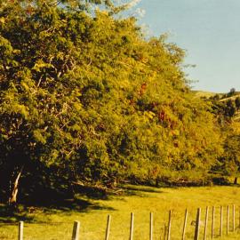 Gleditsia - Te Puke - 4