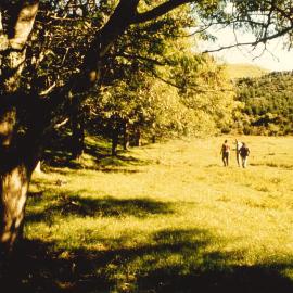 Gleditsia - Te Puke - 3