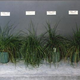 Display plants - 2
