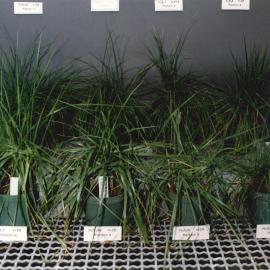 Display plants - 1