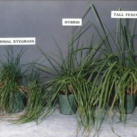 Perennial ryegrass - Hybrid and Tall Fescue