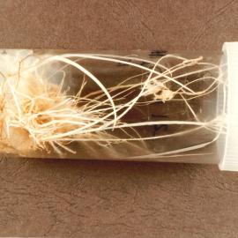 Ryegrass in tube - 1