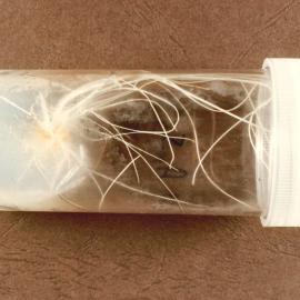 Ryegrass in tube - 2