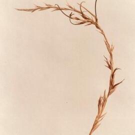 Tillers beginning to die