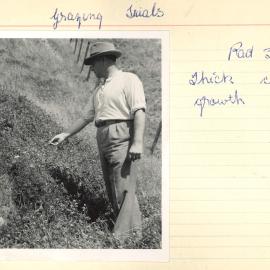 Grazing trial - Paddock 3