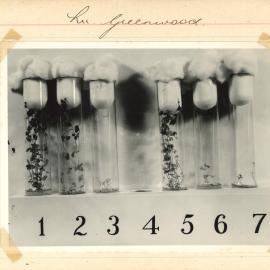 Test tubes holding plants - 6
