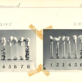 Test tubes holding plants - 7