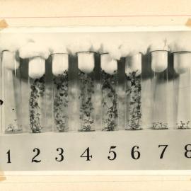 Test tubes holding plants - 4