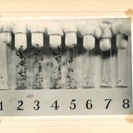 Test tubes holding plants - 5