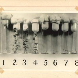 Test tubes holding plants - 3