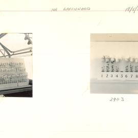 Test tubes holding plants - 1