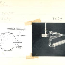Fodder glucose - Fodder fructose
