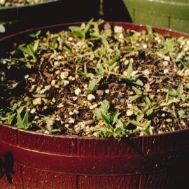 Unidentified plants - 3