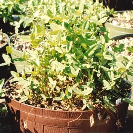 Unidentified plants - 2