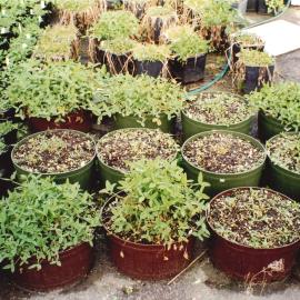 Unidentified plants - 1