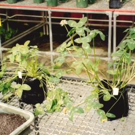 Clover plants in a glasshouse