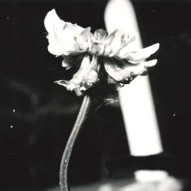 B&W clover flower