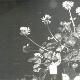 B&W clover plant with tag