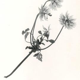 Clover against a white background - 6