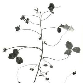 Clover against a white background - 5