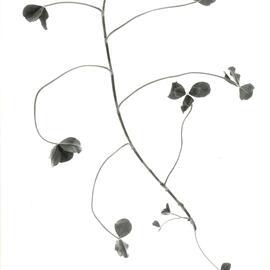 Clover against a white background - 4