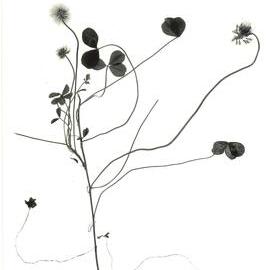 Clover against a white background - 2