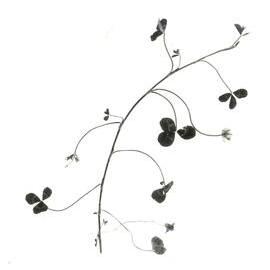 Clover against a white background - 1