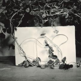 Plants against a white backdrop