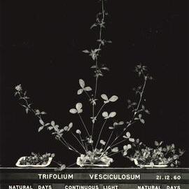 Trifolium vesciculosum