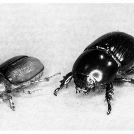 New Zealand grass grub and South African black beetle