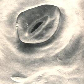 Microscopic plant cell - 3