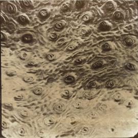 Microscopic plant cell - 6