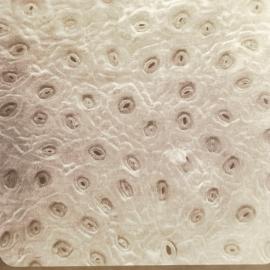 Microscopic plant cell - 5