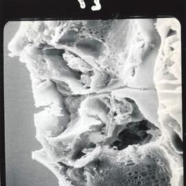 Microscopic plant cell - 2