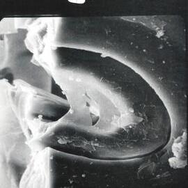 Microscopic plant cell - 1