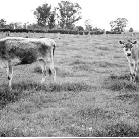 Unthrifty dairy cattle