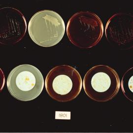 Petri dish - 8