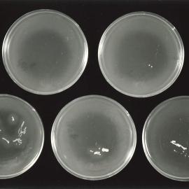 Petri dish - 6