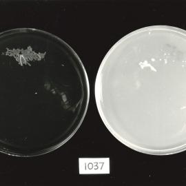 Petri dish - 7