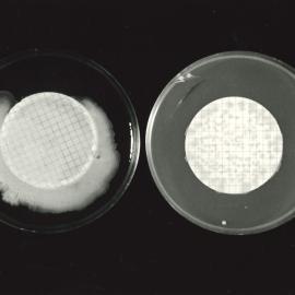Petri dish - 4