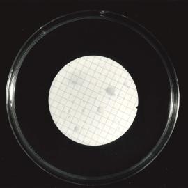 Petri dish - 3