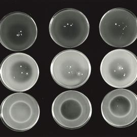 Petri dish - 2