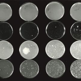 Petri dish - 1