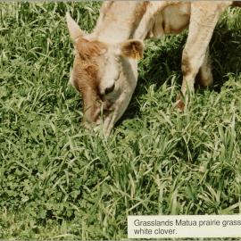 Cow eating Matua prairie grass