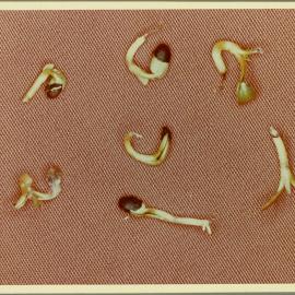 Clover seedlings infected by fungus