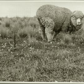 Sheep standing in a paddock of Mouse-ear hawkweed