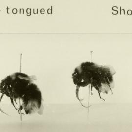 Displayed bumblebees