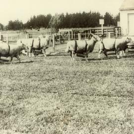 Sheep wearing urine capturing devices