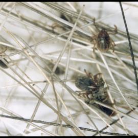 Tick nymphs amongst deer hair