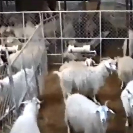 Goats